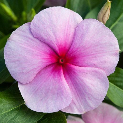 Vinca Blockbuster Mix - View 6 from www redcrocus com