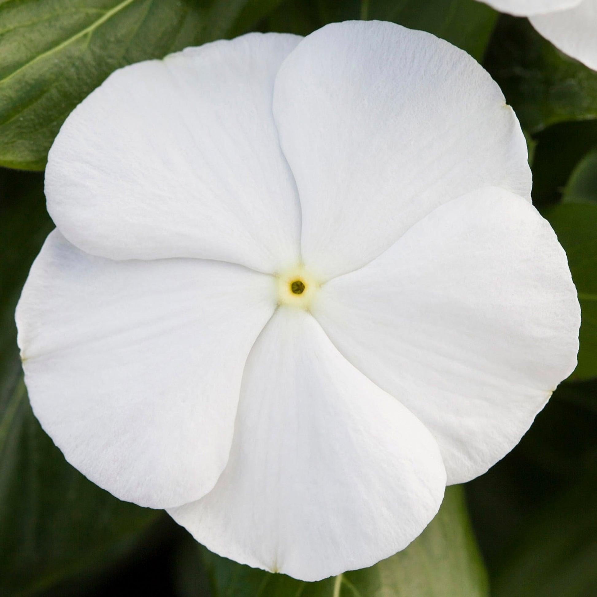 Vinca Blockbuster Mix - View 8 from www redcrocus com