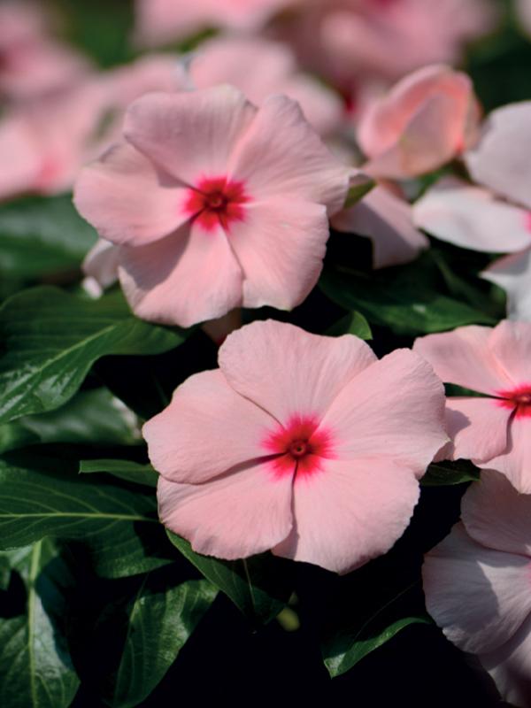 Vinca Blockbuster Purple - View 10 from www redcrocus com