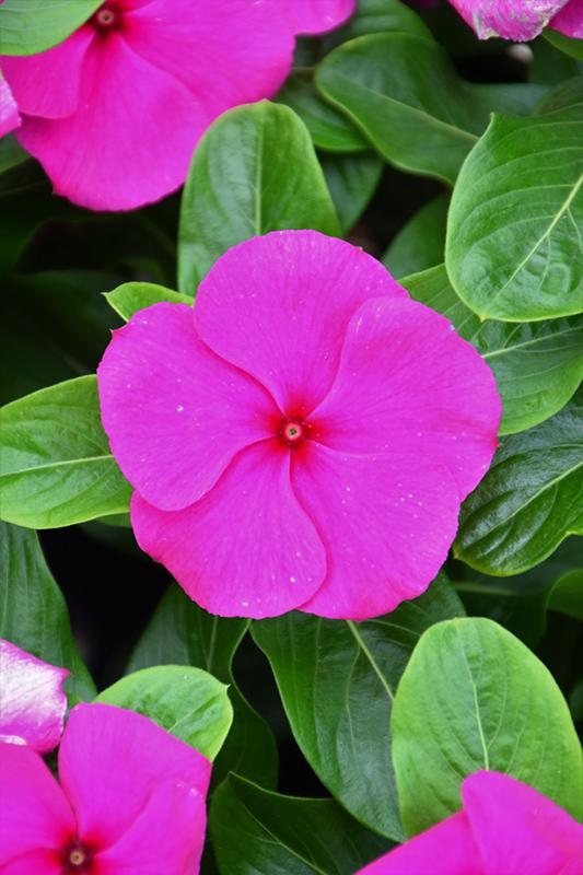 Vinca Blockbuster Purple - View 1 from www redcrocus com