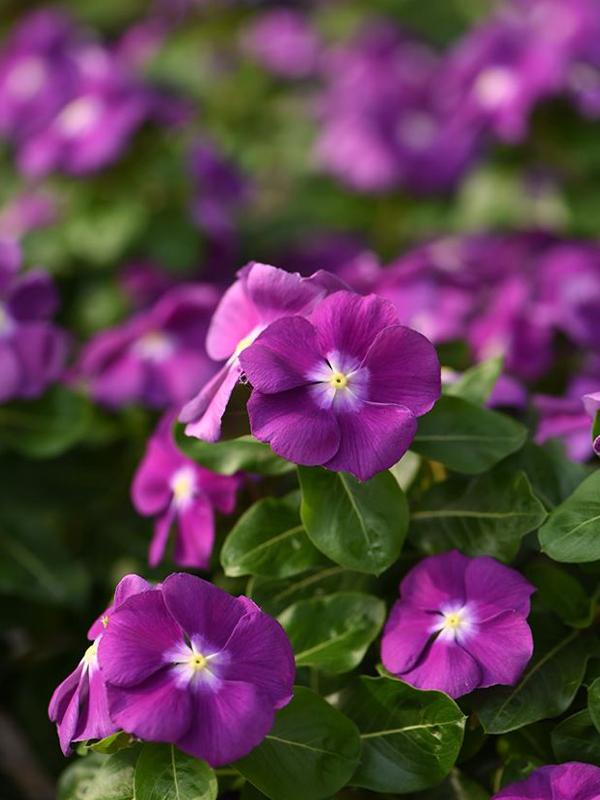 Vinca Blockbuster Purple - View 5 from www redcrocus com