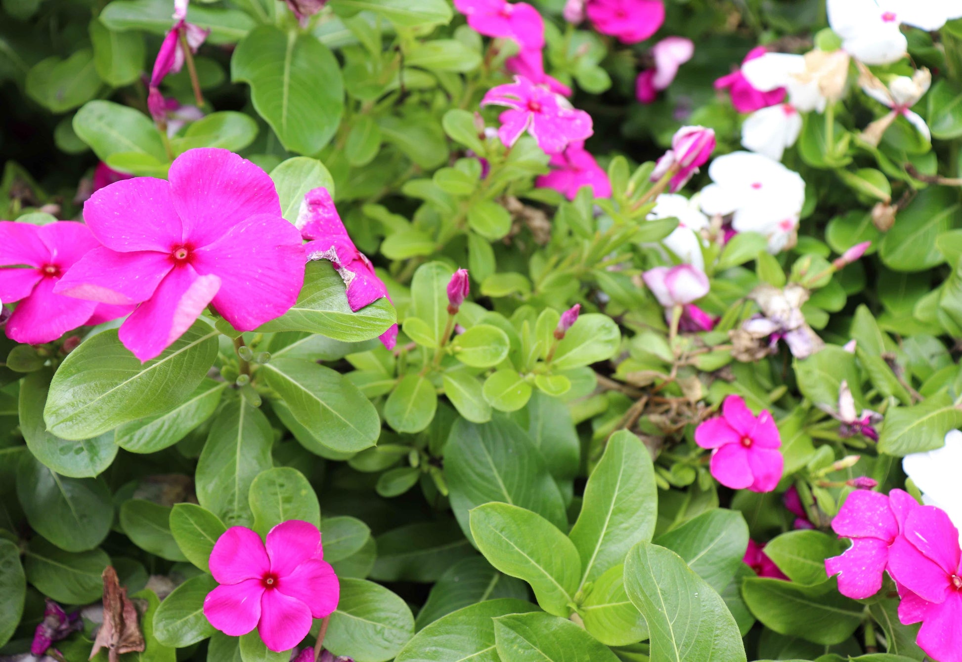Vinca Blockbuster Purple - View 6 from www redcrocus com