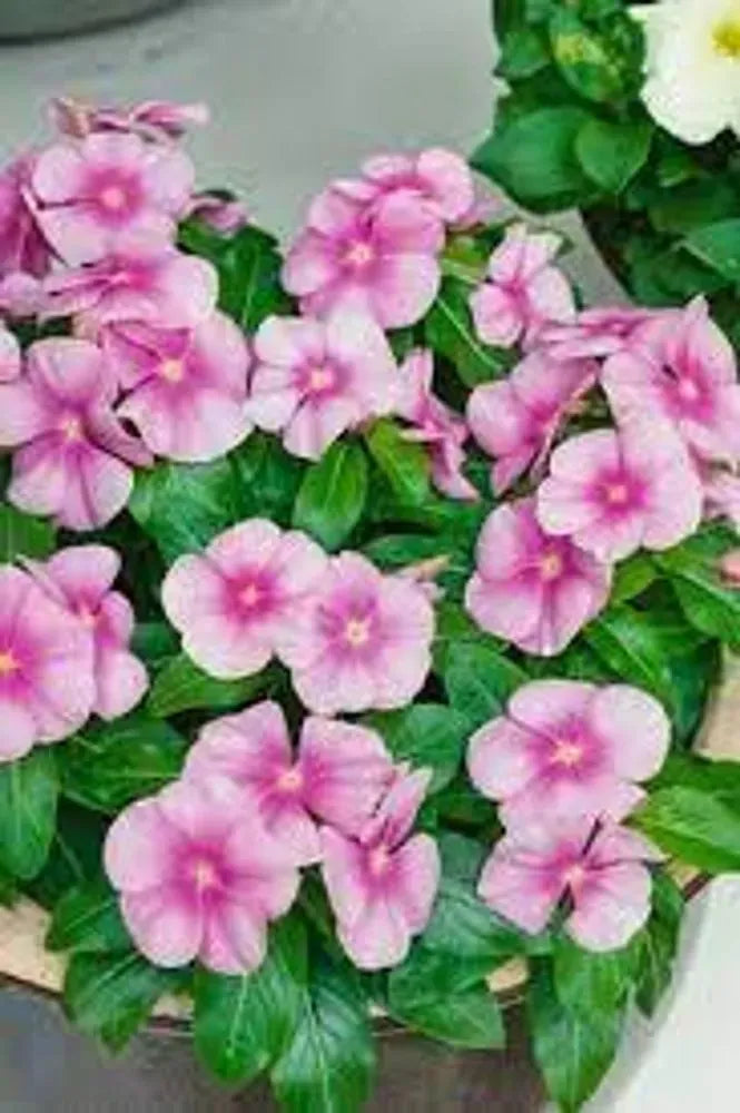 Vinca Titan Icy Pink - View 10 from www redcrocus com