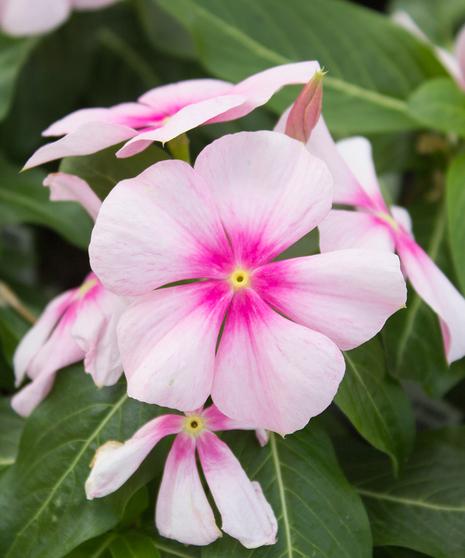 Vinca Titan Icy Pink - View 11 from www redcrocus com