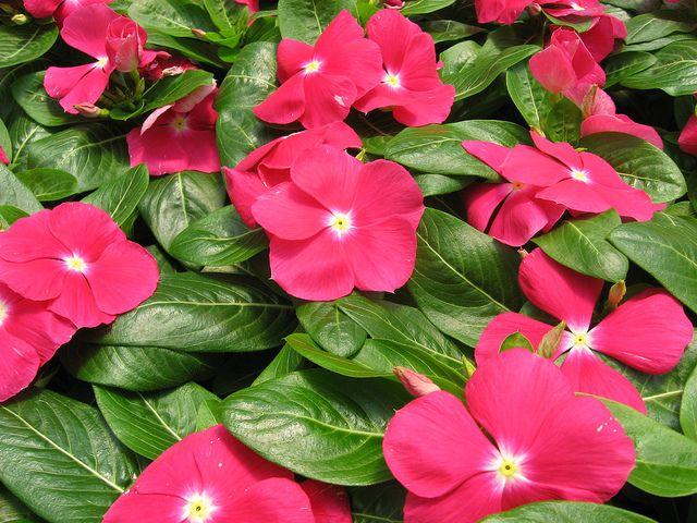Vinca Titan Icy Pink - View 12 from www redcrocus com