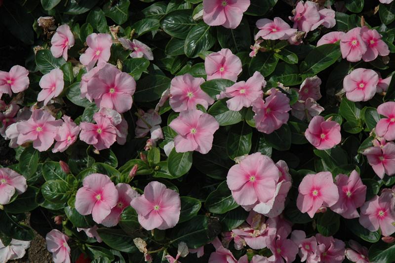 Vinca Titan Icy Pink - View 14 from www redcrocus com