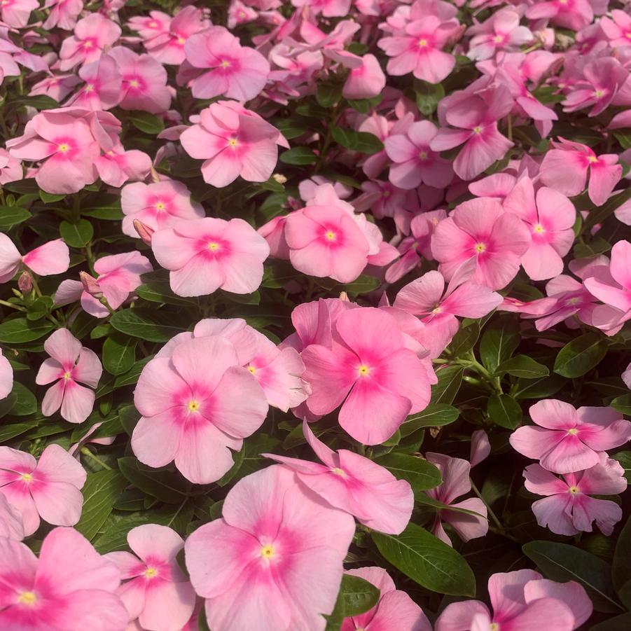 Vinca Titan Icy Pink - View 1 from www redcrocus com