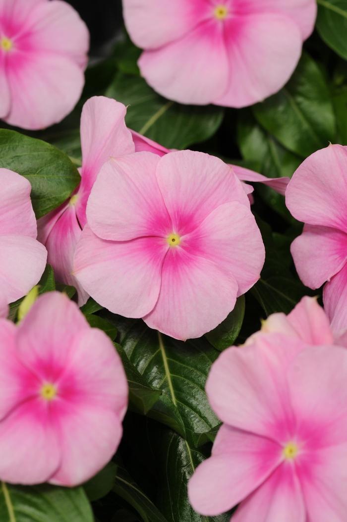 Vinca Titan Icy Pink - View 2 from www redcrocus com