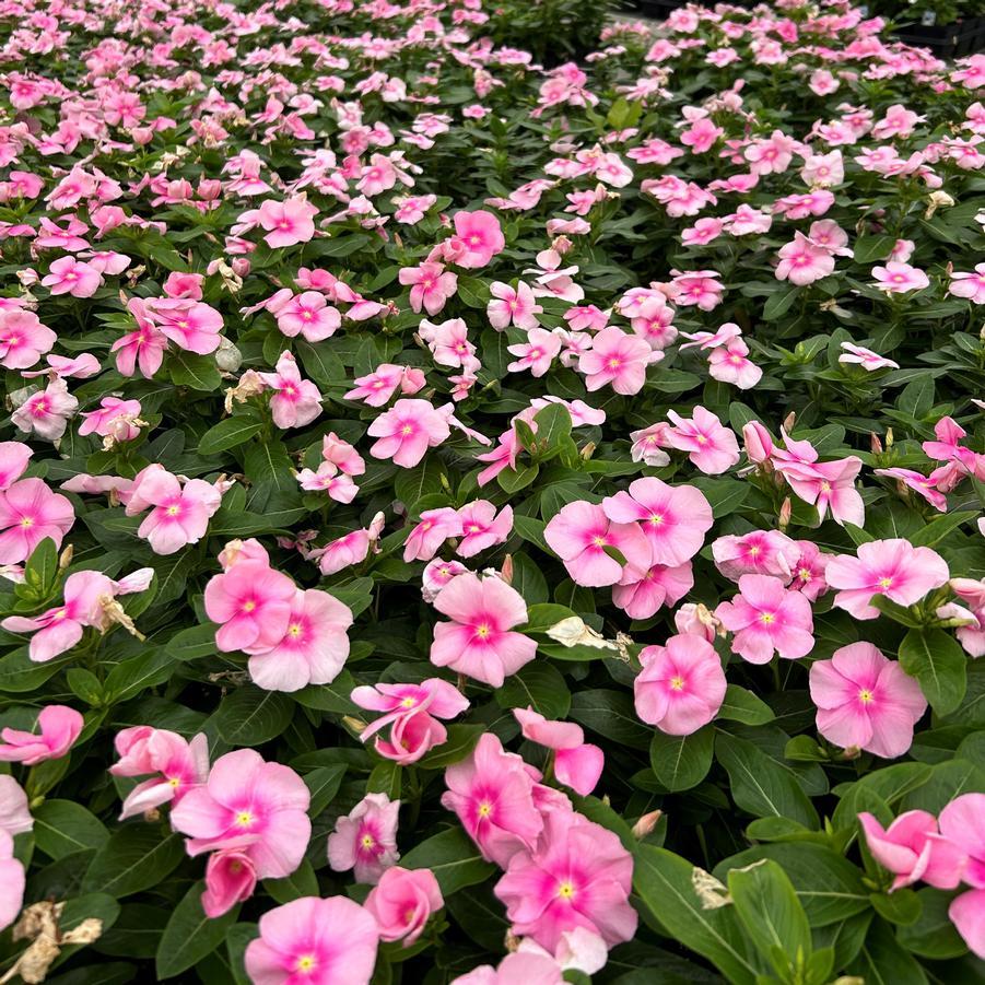 Vinca Titan Icy Pink - View 3 from www redcrocus com