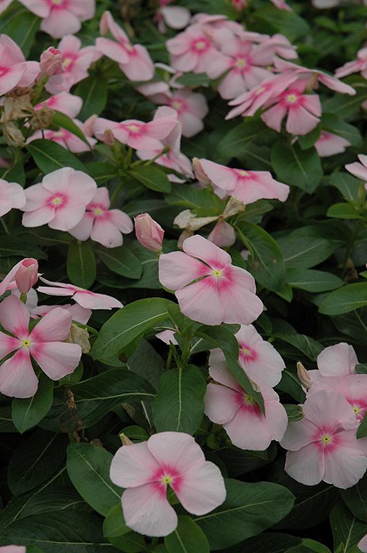 Vinca Titan Icy Pink - View 4 from www redcrocus com