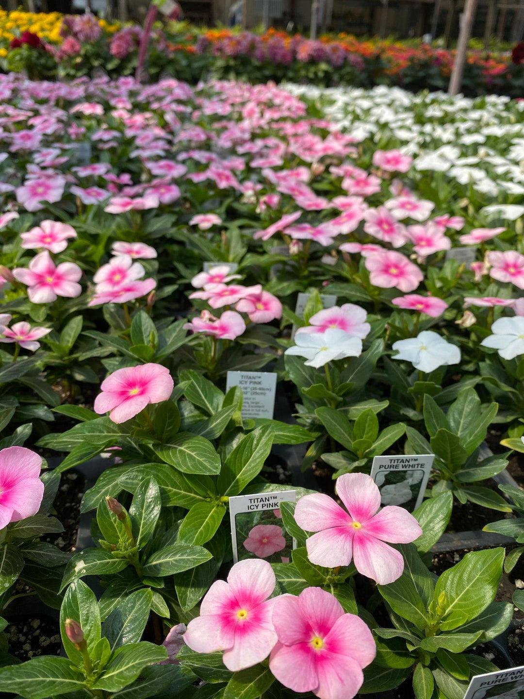 Vinca Titan Icy Pink - View 7 from www redcrocus com