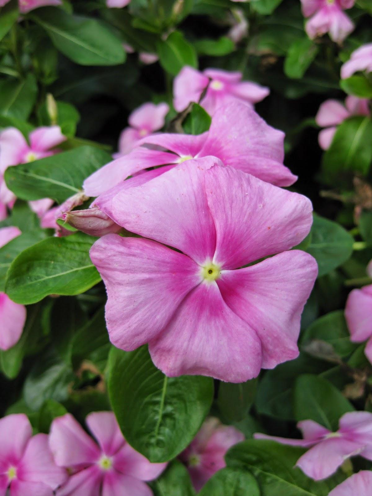 Vinca Titan Icy Pink - View 8 from www redcrocus com