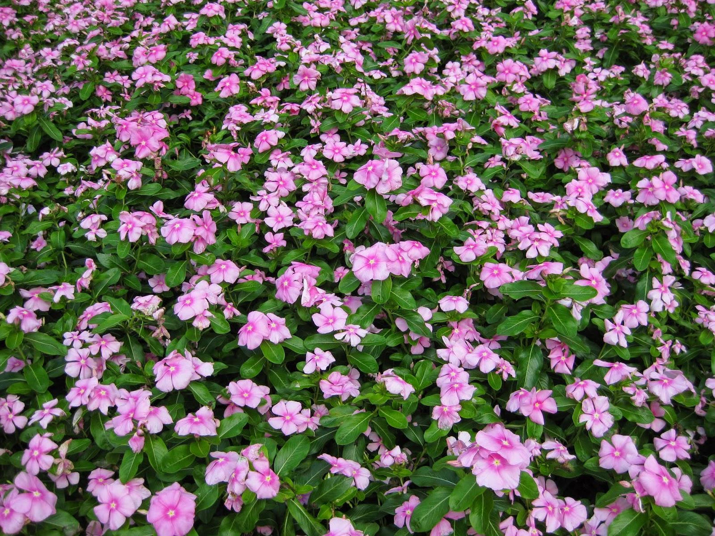 Vinca Titan Icy Pink - View 9 from www redcrocus com