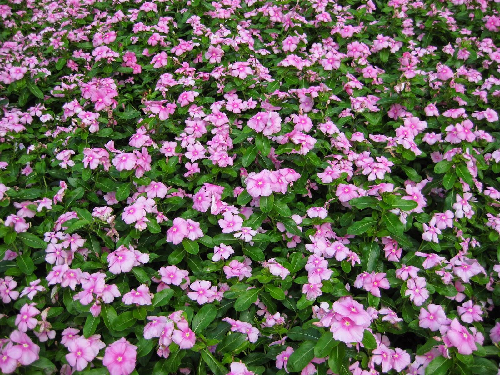 Vinca Titan Icy Pink - View 9 from www redcrocus com
