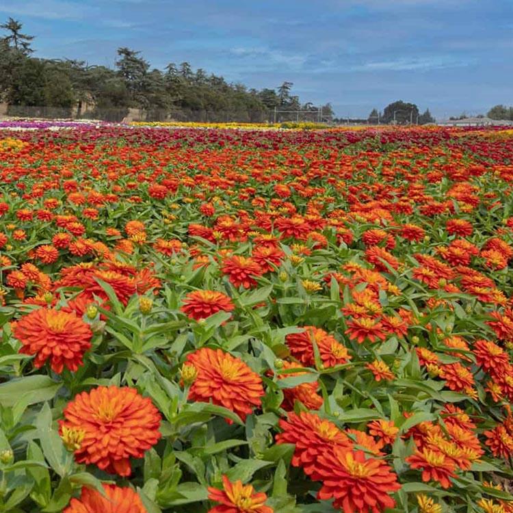Zinnia Zydeco Fire - View 10 from www redcrocus com