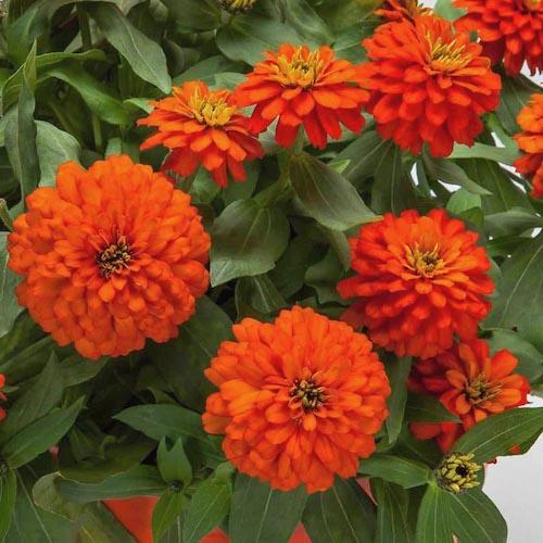 Zinnia Zydeco Fire - View 11 from www redcrocus com