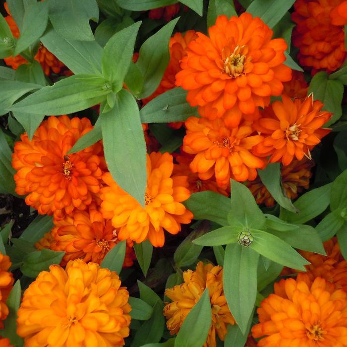 Zinnia Zydeco Fire - View 12 from www redcrocus com