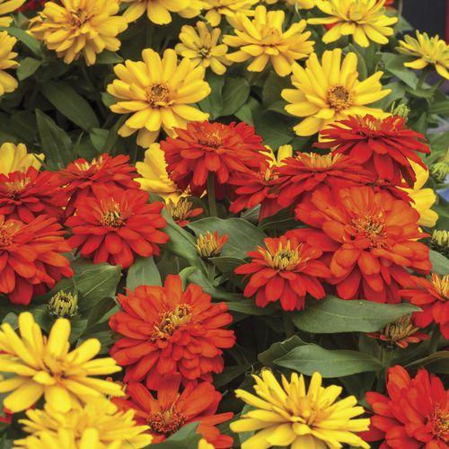 Zinnia Zydeco Fire - View 13 from www redcrocus com