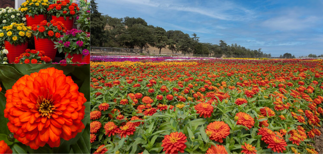 Zinnia Zydeco Fire - View 14 from www redcrocus com