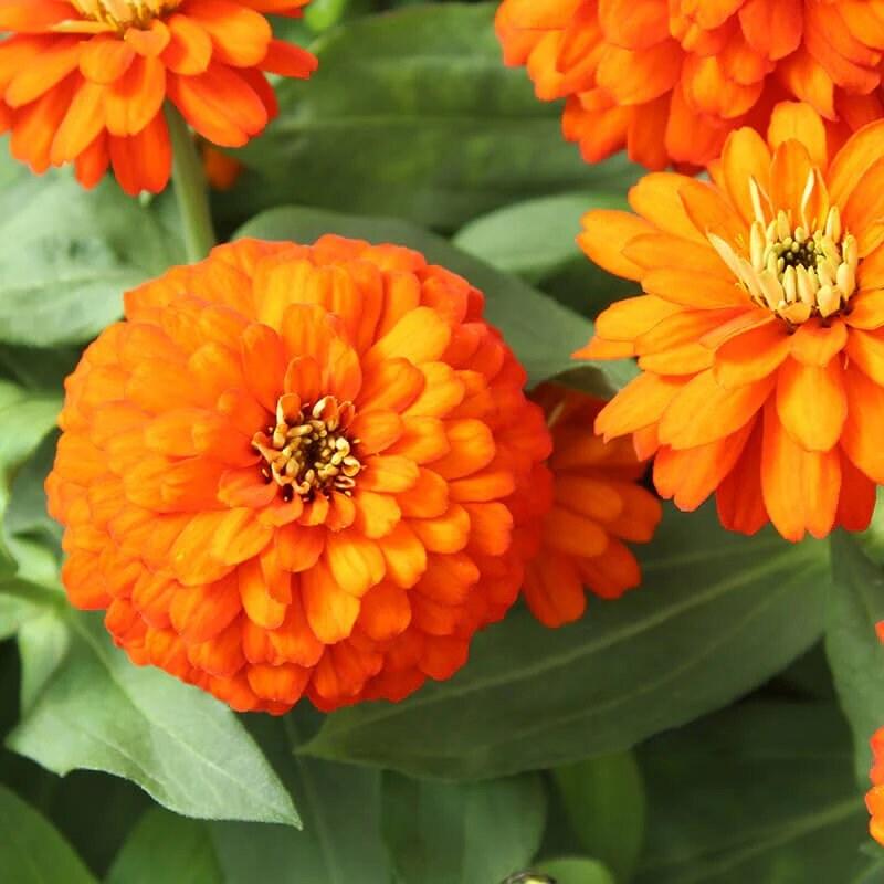 Zinnia Zydeco Fire - View 17 from www redcrocus com