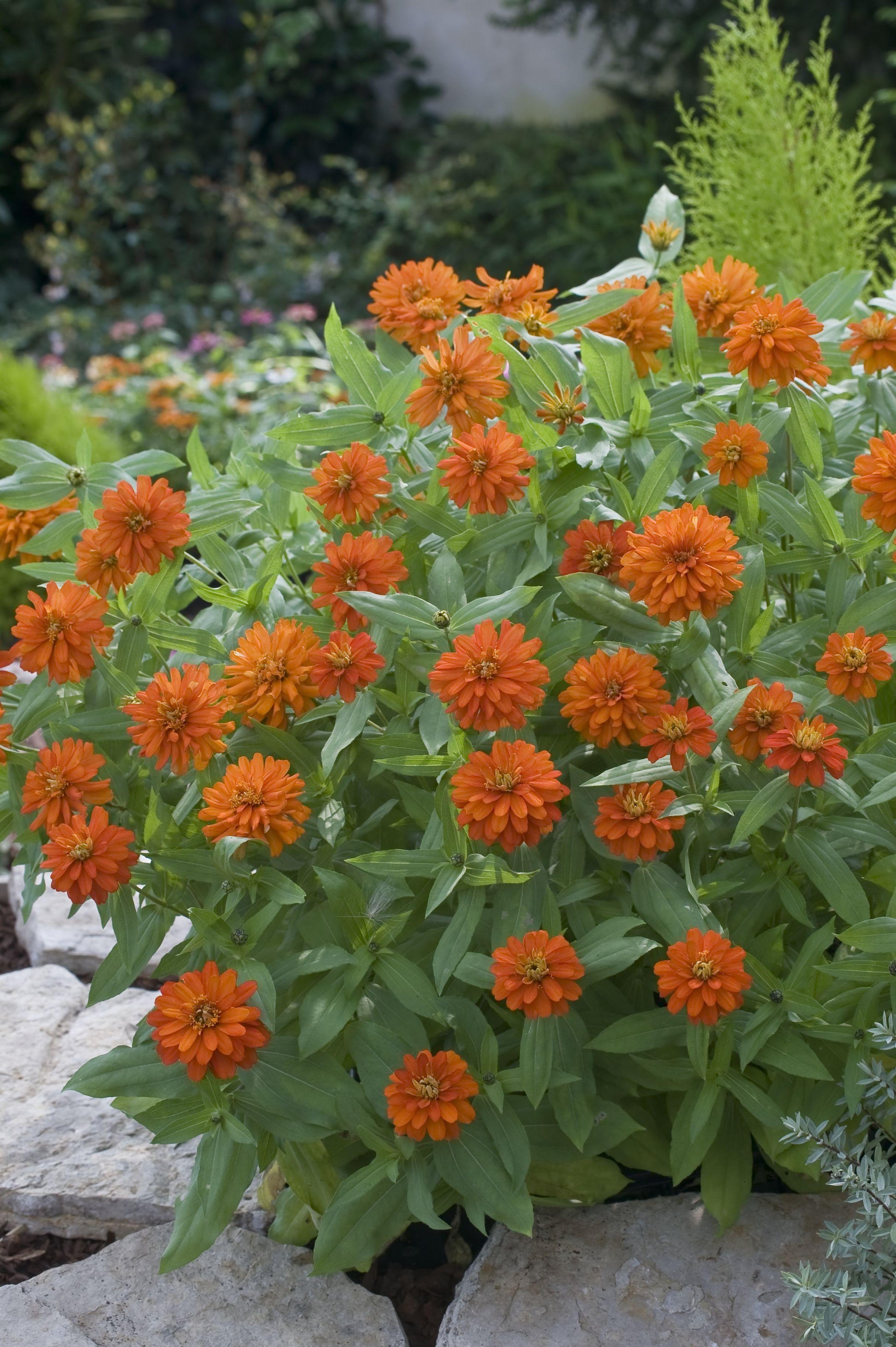 Zinnia Zydeco Fire - View 18 from www redcrocus com