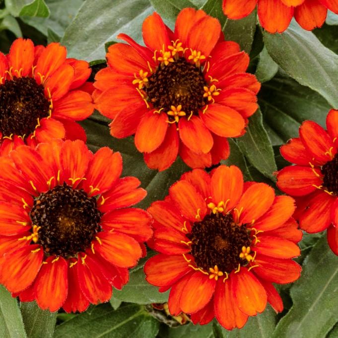 Zinnia Zydeco Fire - View 19 from www redcrocus com
