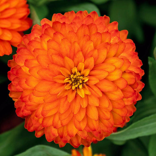 Zinnia Zydeco Fire - View 1 from www redcrocus com