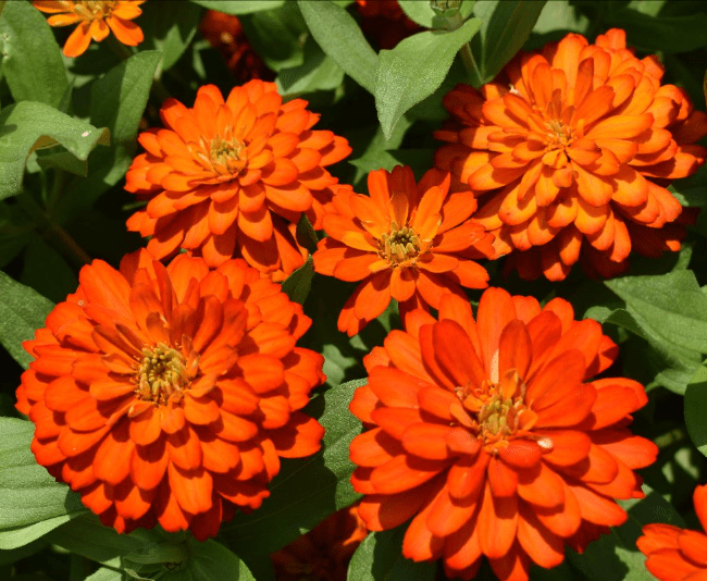 Zinnia Zydeco Fire - View 2 from www redcrocus com
