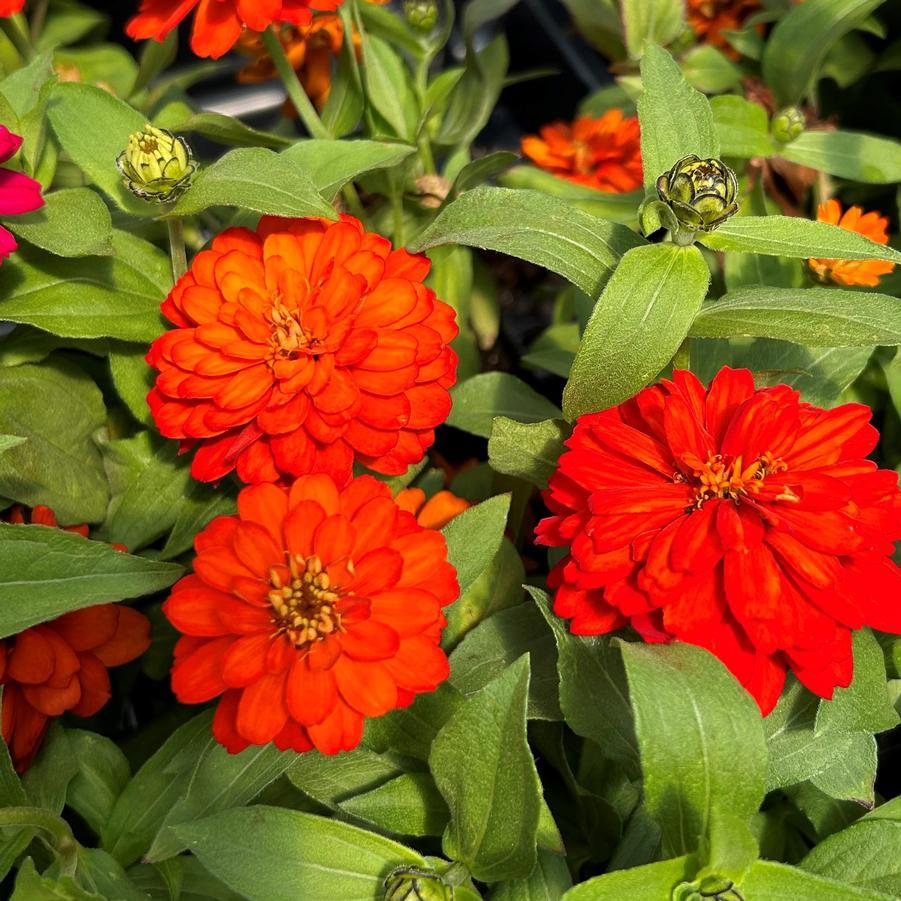 Zinnia Zydeco Fire - View 3 from www redcrocus com