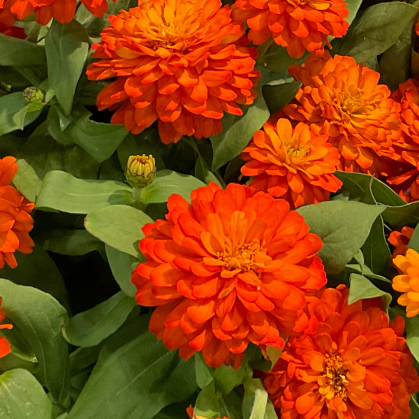 Zinnia Zydeco Fire - View 4 from www redcrocus com