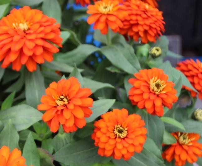 Zinnia Zydeco Fire - View 5 from www redcrocus com