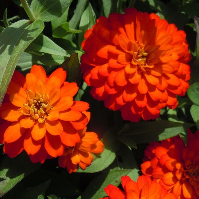 Zinnia Zydeco Fire - View 6 from www redcrocus com