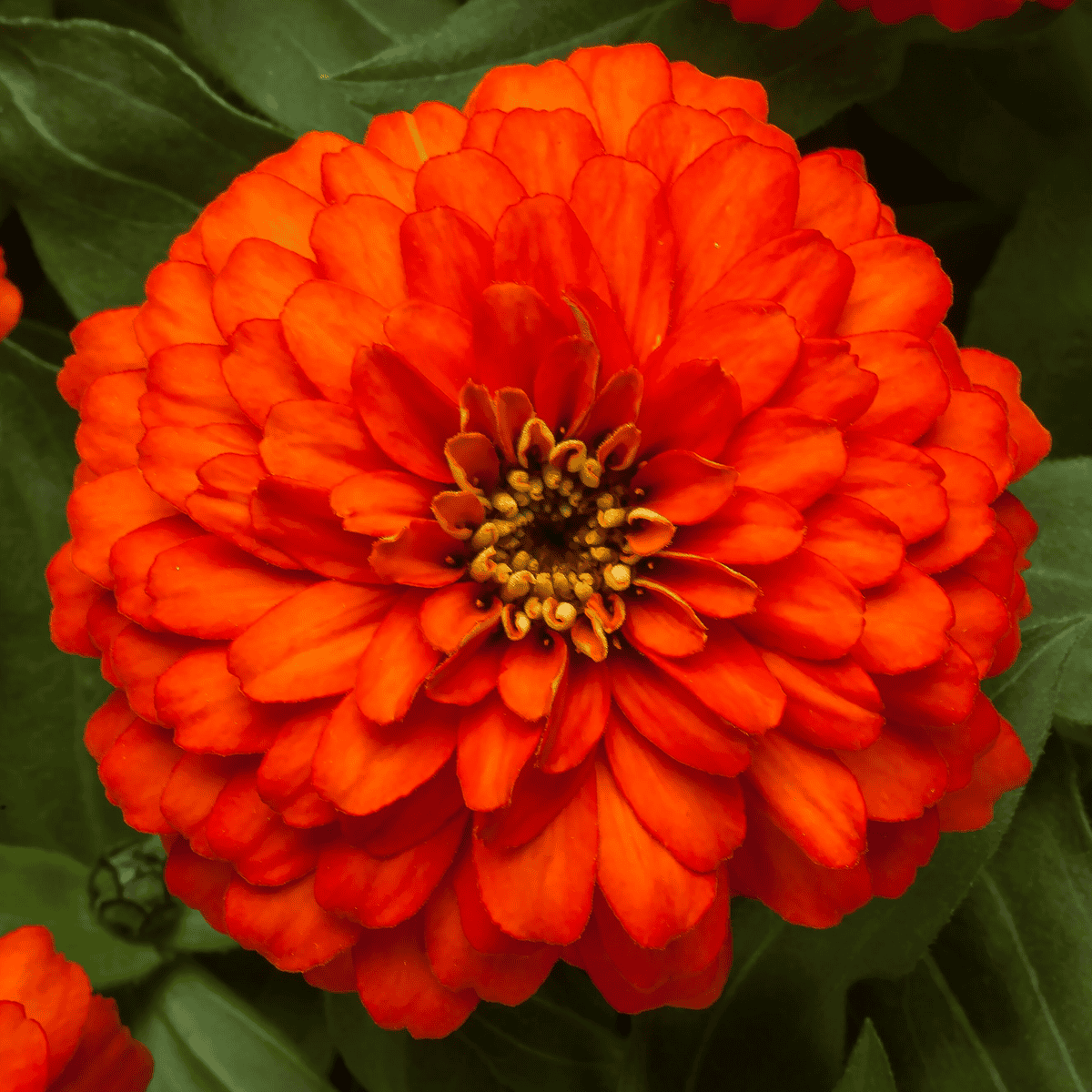 Zinnia Zydeco Fire - View 7 from www redcrocus com