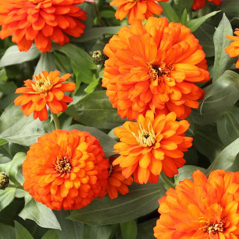 Zinnia Zydeco Fire - View 8 from www redcrocus com