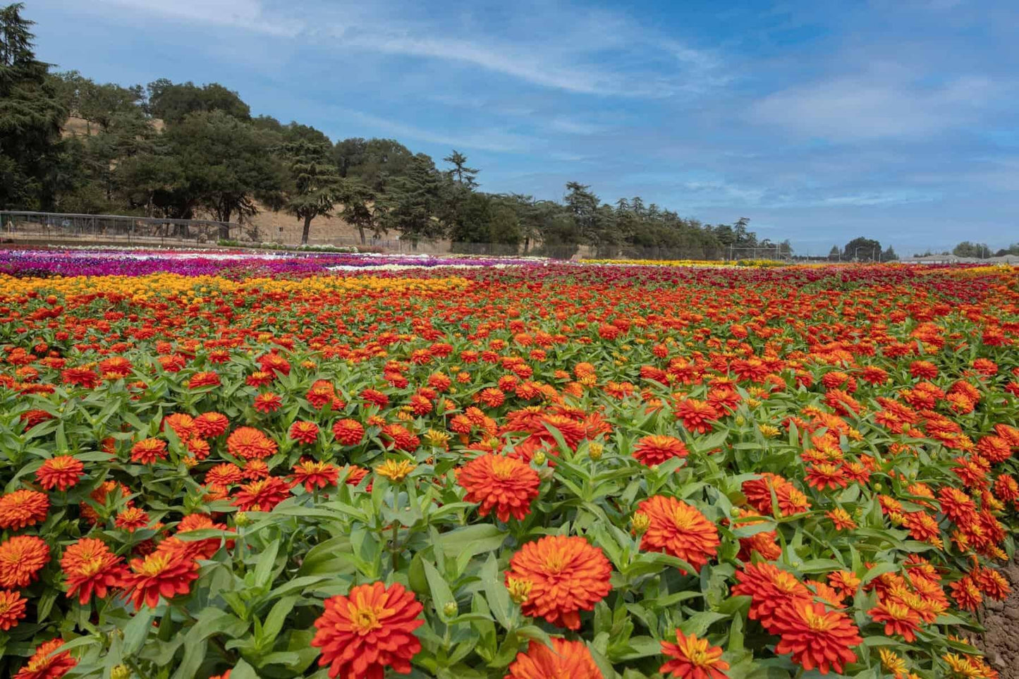 Zinnia Zydeco Fire - View 9 from www redcrocus com