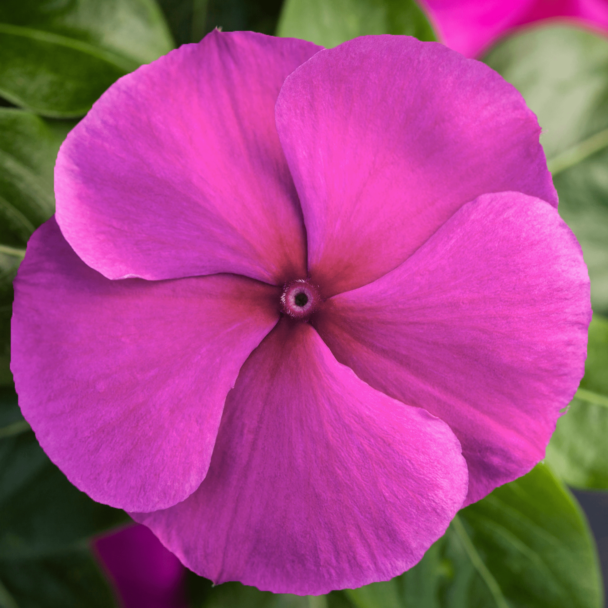 Vinca 'blockbuster Icy Watermelon' - View 10 from www redcrocus com