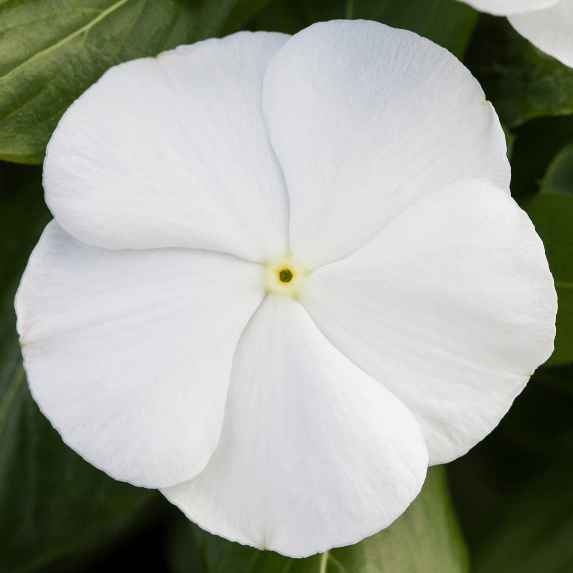 Vinca 'blockbuster Icy Watermelon' - View 11 from www redcrocus com