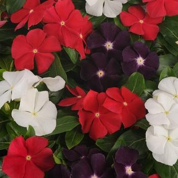Vinca 'blockbuster Icy Watermelon' - View 12 from www redcrocus com