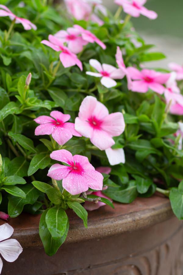 Vinca 'blockbuster Icy Watermelon' - View 13 from www redcrocus com