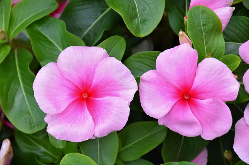 Vinca 'blockbuster Icy Watermelon' - View 1 from www redcrocus com