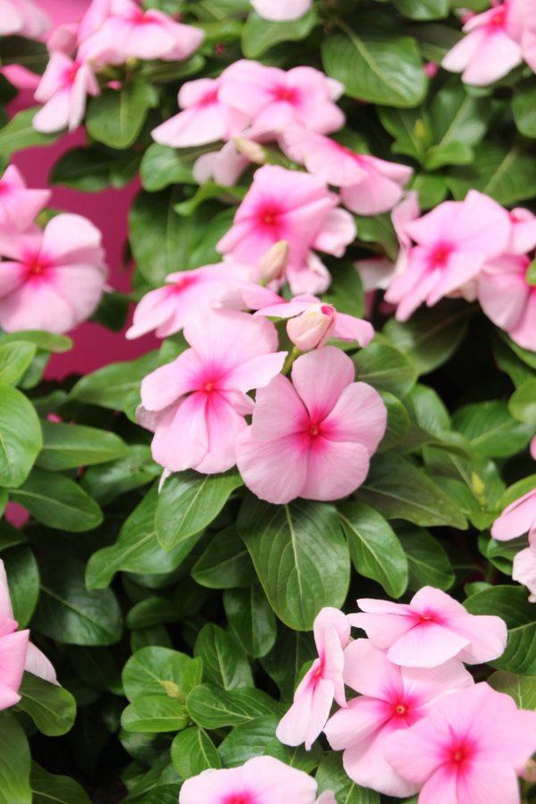 Vinca 'blockbuster Icy Watermelon' - View 2 from www redcrocus com
