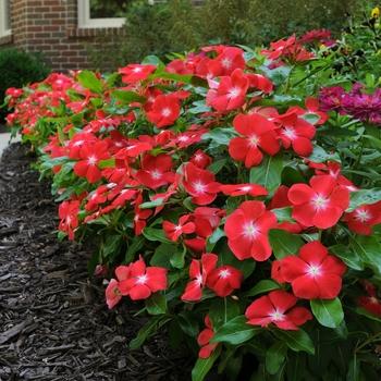 Vinca 'blockbuster Icy Watermelon' - View 3 from www redcrocus com