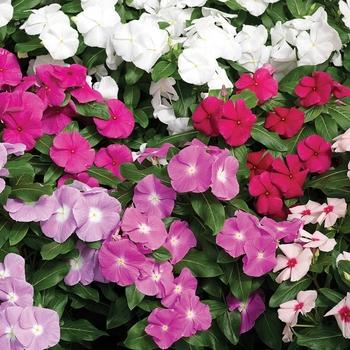 Vinca 'blockbuster Icy Watermelon' - View 5 from www redcrocus com