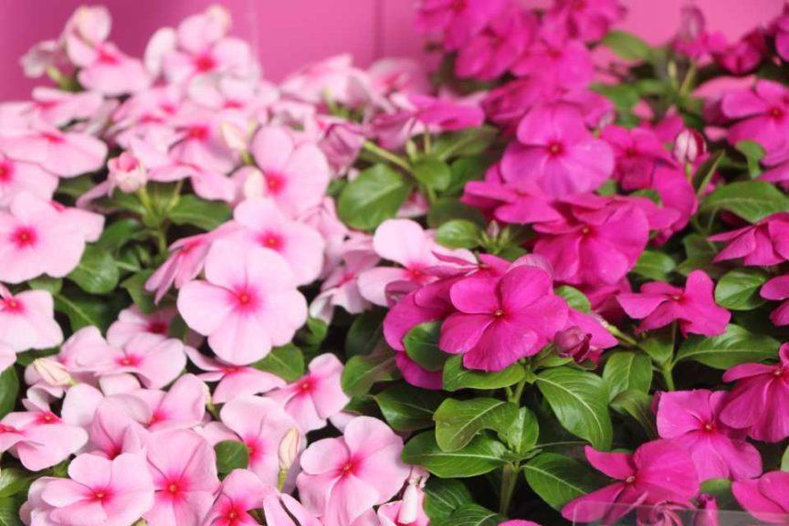 Vinca 'blockbuster Icy Watermelon' - View 6 from www redcrocus com