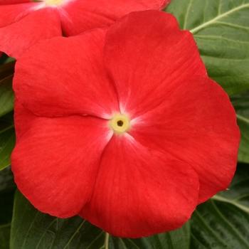 Vinca 'blockbuster Icy Watermelon' - View 7 from www redcrocus com