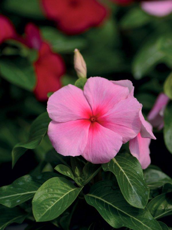 Vinca 'blockbuster Icy Watermelon' - View 8 from www redcrocus com