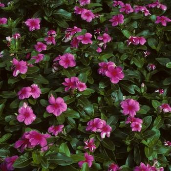 Vinca 'blockbuster Icy Watermelon' - View 9 from www redcrocus com