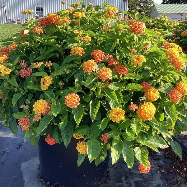 Lantana Bandolista Mango - View 4 from www redcrocus com