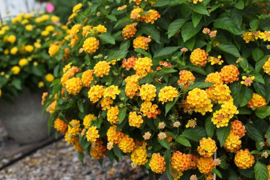 Lantana Bandolista Mango - View 6 from www redcrocus com