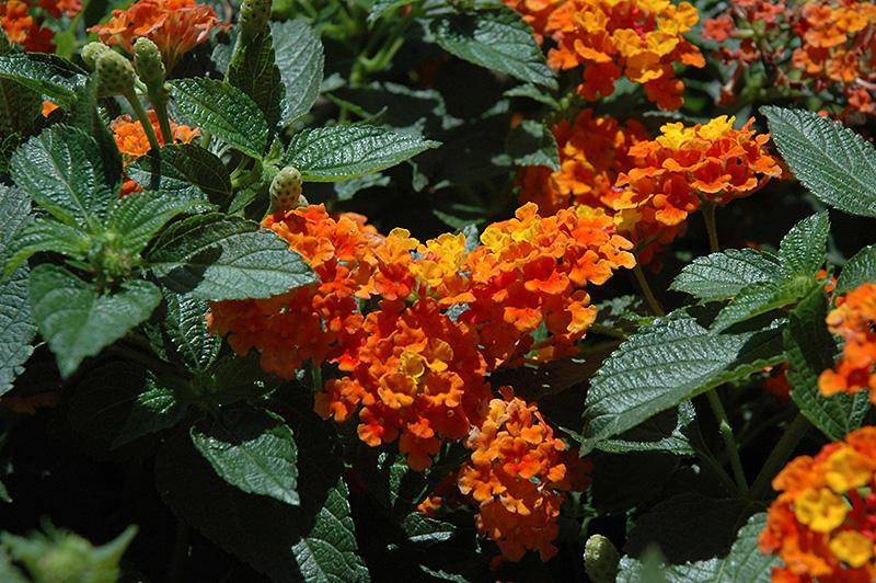 Lantana Bandolista Mango - View 8 from www redcrocus com